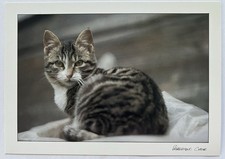 Vintage cat postcard for sale  Pflugerville