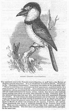 Birds barbet antique for sale  GLASGOW