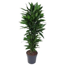 Drachenbaum dracaena janet gebraucht kaufen  Düsseldorf