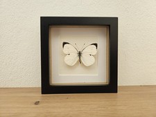 Großer kohlweißling echter gebraucht kaufen Großer kohlweißling echter gebraucht kaufen  Bielefeld