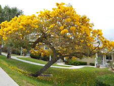 Tabebuia chrysotricha golden usato  Torino