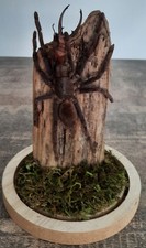 Curiosité taxidermie tarentul d'occasion  Montpellier-