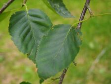 Betula utilis doorenbos for sale  NEWRY