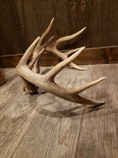 Whitetail deer antlers for sale  Port Matilda