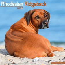 Calendario rhodesian ridgeback usato  Spedire a Italy