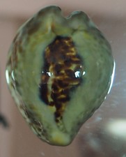 Cypraea teulerei big usato  Italia