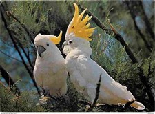 Animaux oiseaux cacatoes d'occasion  Fruges