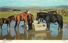 Animaux chevaux dartmoor d'occasion  Fruges