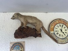 Ausgestopfter marder tierpräp gebraucht kaufen  Ganderkesee