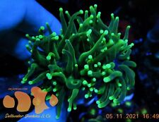 Bright green torch for sale  El Mirage