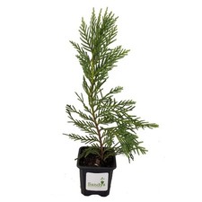 Cypress leyland inch for sale  Christmas