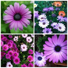 Graines mélangées marguerite d'occasion  Expédié en France