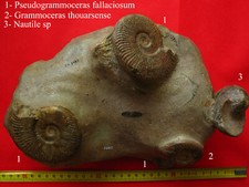 Ensemble ammonites toarcien d'occasion  La Chapelle-Saint-Luc