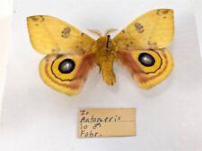 Peacock moth automeris for sale  Frankfort