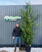 Leylandii hedge 12ft for sale  MACCLESFIELD