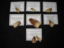 Cretaceous mosasaur plesiosaur for sale Cretaceous mosasaur plesiosaur for sale  WAKEFIELD