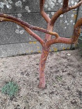 Arbutus marina d'occasion  Basse-Goulaine