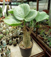 Cyphostemma currori 17cm for sale  Shipping to United Kingdom