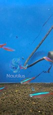 Cardinal tetra fedex for sale  Lakewood