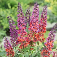 Buddleia flower power for sale  LLANDYSUL