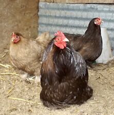 Light dark chocolate for sale  CHICHESTER