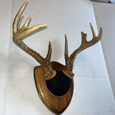 Whitetail deer antler for sale  Baraboo