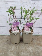 Deutzia strawberry fields for sale  HARLOW