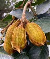 Inga edulis fagiolo usato  Napoli