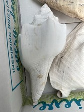 Conch sea shells for sale  Greensboro