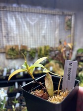 Nepenthes bongso tropical for sale  Bloomington