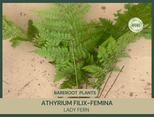 Athyrium filix femina for sale  Portville