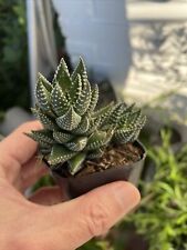 Haworthia reinwardtii succulen for sale  Oakland