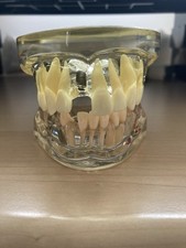 Dental root morphology for sale  CARDIFF