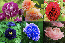Peonies flower seeds for sale  Goldsboro