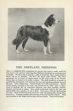 Shetland sheepdog custom for sale  Tampa
