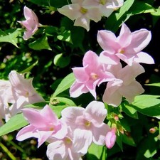 Jasminum stephanense jasmin d'occasion  Pouzauges