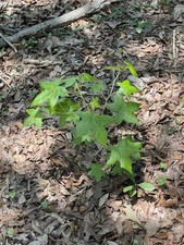 Native sassafras live for sale  Hamlet