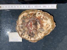 Edelstein araukarienholz madag gebraucht kaufen  Steinau