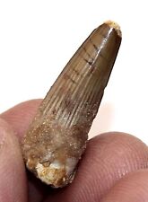 Spinosaurid dinosaur tooth for sale  BECCLES