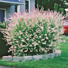 Salix hakuro nishiki for sale  NORTHWICH
