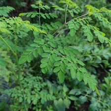 Moringa oleifera origine usato  Monte San Pietro