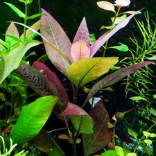 Stems hygro cherry for sale  Stockton