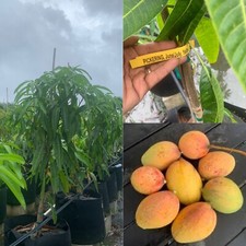 Grafted feet tall for sale  Miami