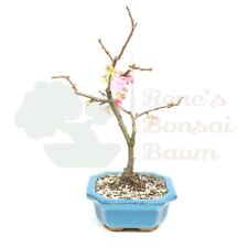 Bonsai zierquitte chaenomeles gebraucht kaufen  Halle