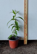Zee lady seedling for sale  Kingsburg