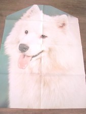 Poster cane samoiedo usato  Milano