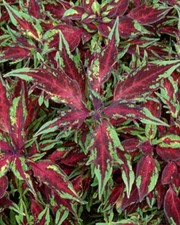 Coleus flame thrower for sale  WARWICK