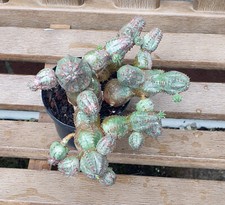 Euphorbia pseudoglobosa. young for sale  WAREHAM