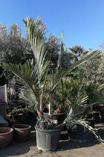 Dwarf sugar palm for sale  USA