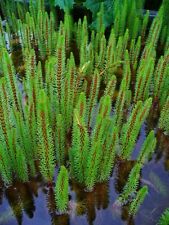 Hippuris vulgaris oxygenating for sale  UK